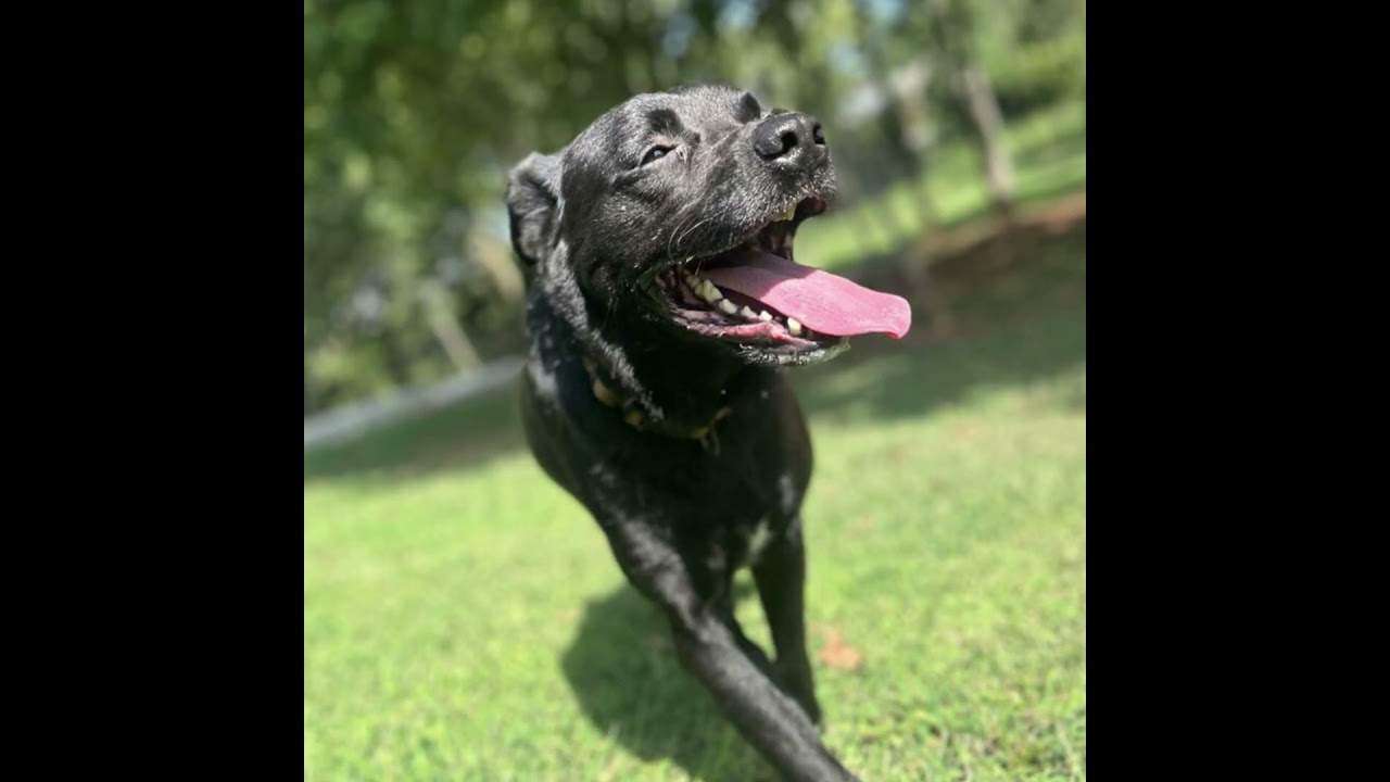 COHEN, a Adoptable Shepherd in Athens, AL video 6/6