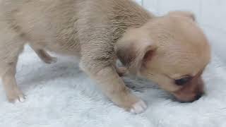 ハーフ犬の動画01