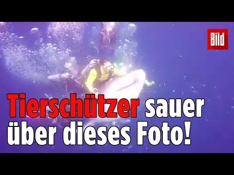 Das riesige Tier kann sich nicht wehren: Taucher reitet auf Walhai