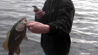 preview picture of video 'Very very big smallmouth fishing  connecticut ct'