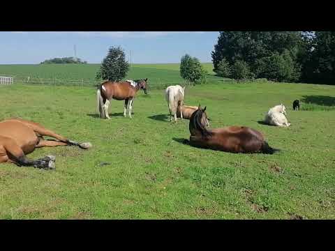 HORSESPACE  Stajnia Pod Dębami