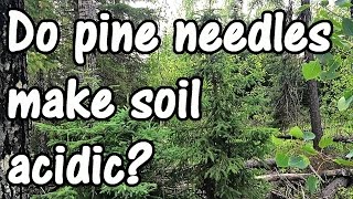Do Pine Needles Make Soil More Acidic? Truth or Gardening Myth?