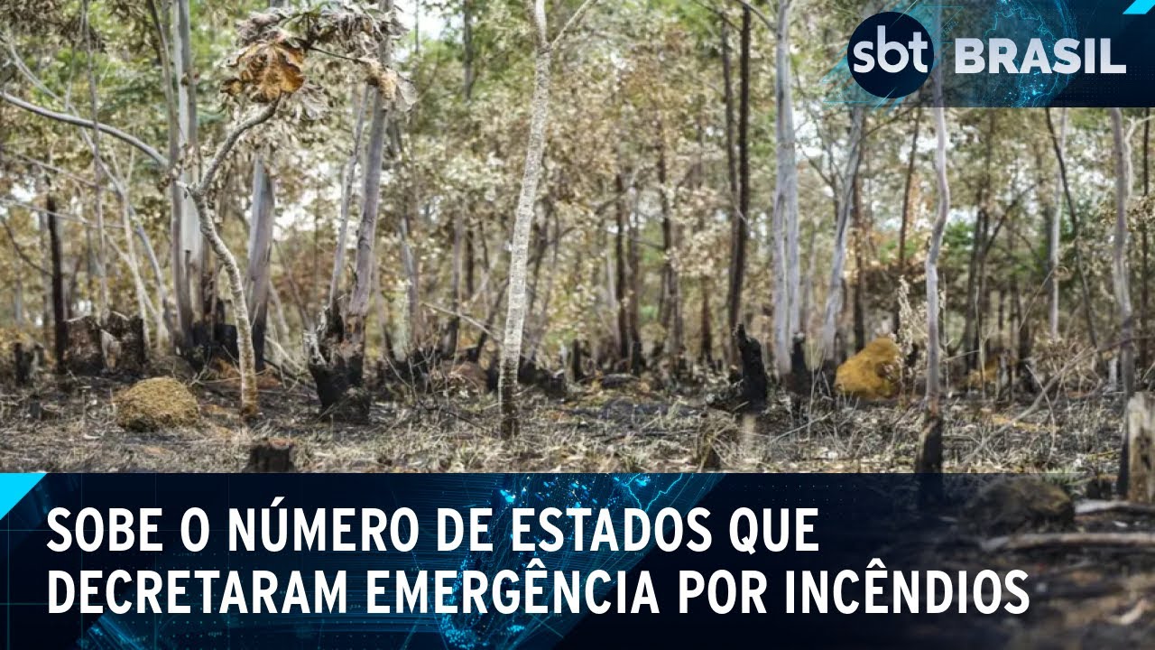 Quatro estados em situação de emergência por incêndios florestais | SBT Brasil (30/08/24)
