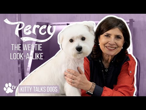 Kitty Talks Dogs - Percy The Westie Look-a-like