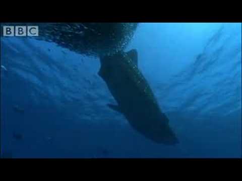 Whale Shark - BBC Planet Earth