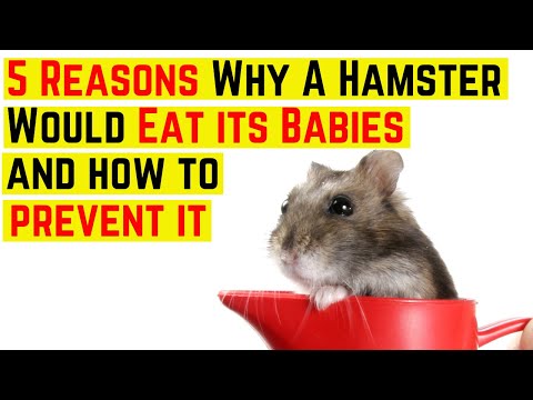 5 Reasons Why a Hamster Would Eat its Babies and how to prevent it  ♥️ ♥️