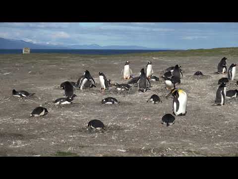 Pinguin Kolonie Feuerland Estancia Haberton