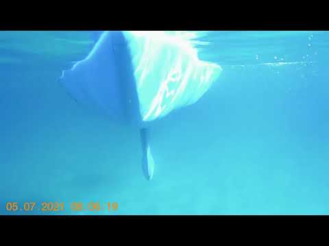 Antifouling test on s/y  HARMONY