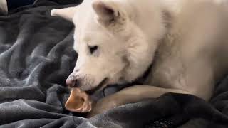 #big #bones