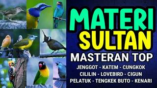 Download lagu ⚙️ seting masteran murai batu cucak ijo kacer cendet agar ngeroll speed tembakan KENARI mp3