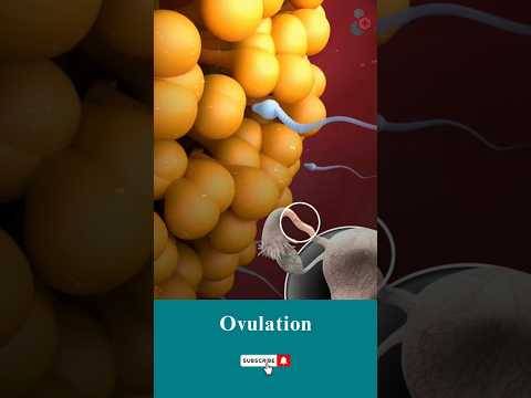 All About Ovulation Cycles ↪ 3D Medical Animation #Shorts #Ovulation #Fertility #Animation #Health