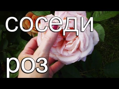 С чем сажать розы. Сочетание растений.