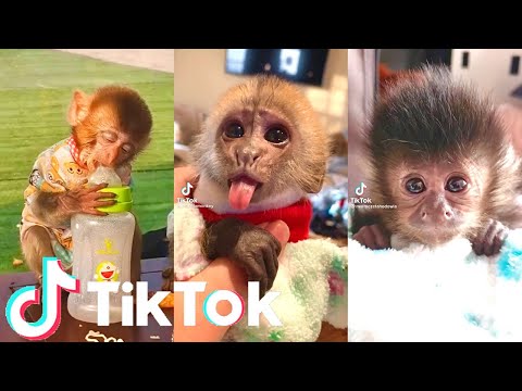 Adorable Baby Monkeys - Cutest Monkeys On Tik Tok🙊😍 | Tik Tok Animals