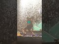 Tyler The Creator Performs EARFQUAKE