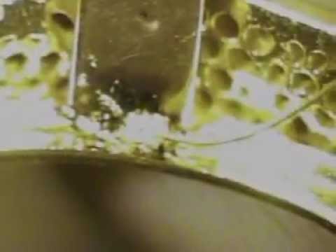 Sisma laser welding sample on gold 01