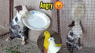 Bunny Ko Itna Gussa Q Char Gaya 👿 - Aggressive Rabbits Why Break the Plate - 3mbvlogs