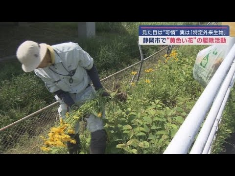 YouTube Video 繁殖力が強い特定外来生物「オオキンケイギク」の根絶をはかり市内で一斉駆除 静岡市