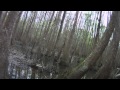 Hog Hunting the River Swamp 