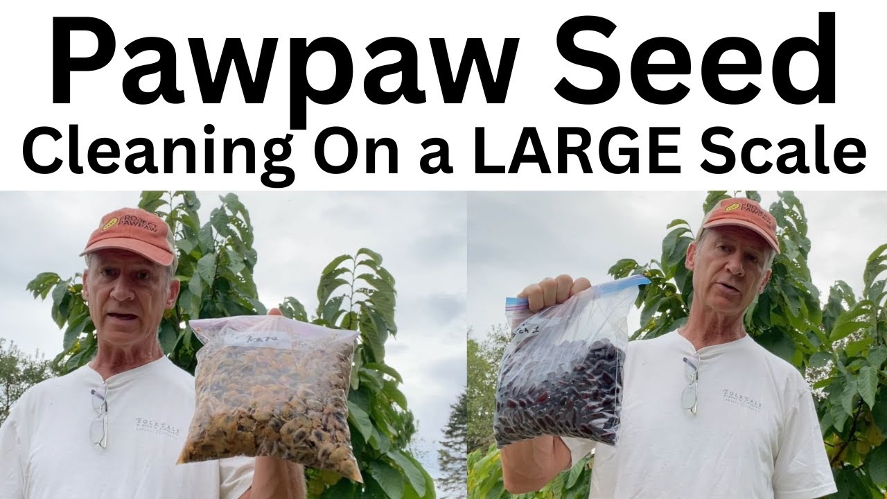 Cleaning Pulp off of Pawpaw Seeds on a Large Scale