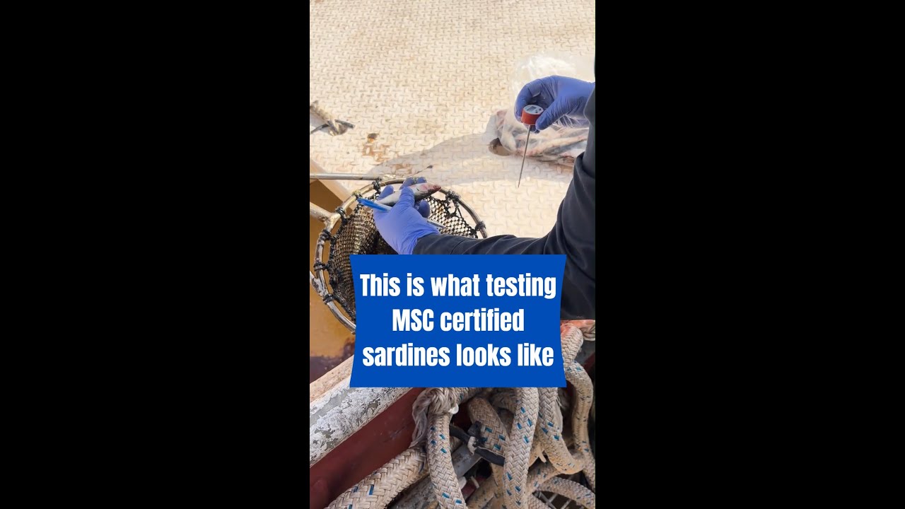 This is what testing MSC Certified sardines looks like