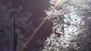 NANA MOUSKOURI, twofold, Smooth Sailing