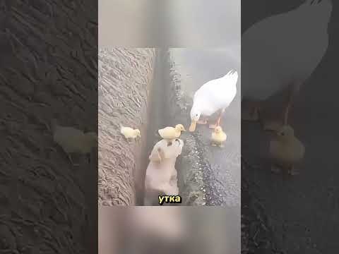 Невероятная доброта щенка к утятам #животные #добро #shorts