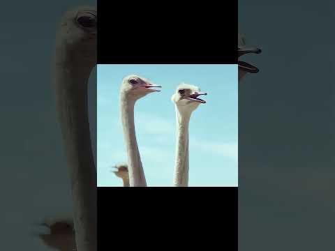 🦩🎮☁️ “The Flying Ostrich”