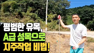 평범한 유목도 A급 성목으로! 전문가가 알려주는 필수 지주작업 노하우 | 나무대장