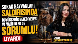 Sokak Hayvanları Saldırısında Büyükşehir Belediyeleri ve Valilikler De Sorumlu