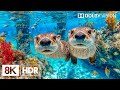 Peaceful Underwater Creatures in 8K HDR | Dolby Vision™ DEFAULT Thumbnail