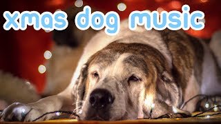 Xmas Music for Dogs! Joy to the World, Merry Christmas Everybody!