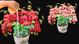 Very easy! Just one bottle makes the whole orchid garden explode