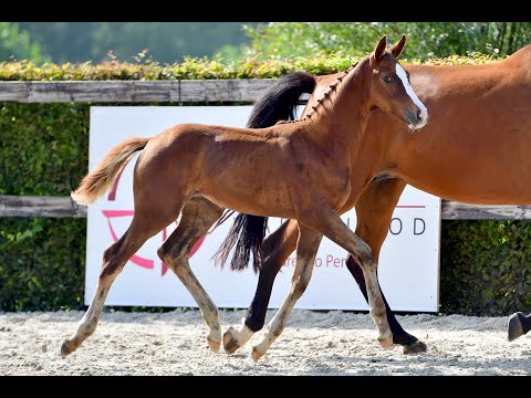 VIKING VAN DE HEEMSTEDE (CONTHALOU x CASCADELLO I)