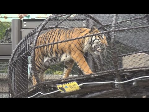 東山動植物園 アジアの熱帯雨林エリア