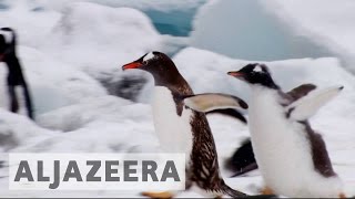 World’s biggest marine park declared in Antarctic Ocean
