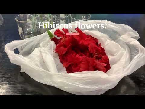 Making hibiscus indicator  STEM activity