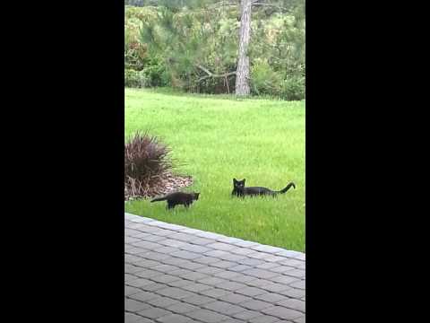 Cat and kitten 5