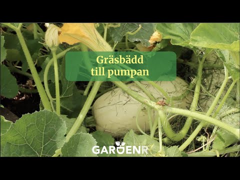 Grass bed for the pumpkin - Gardenhacks by GardenR