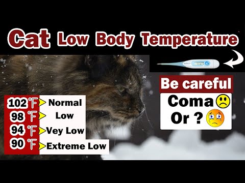 Pet Low Body Temperature (hypothermia) || Signs, Causes & Treatment || Vet Furqan Younas
