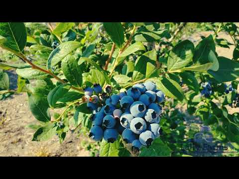 Lally Farms Cinematic Video