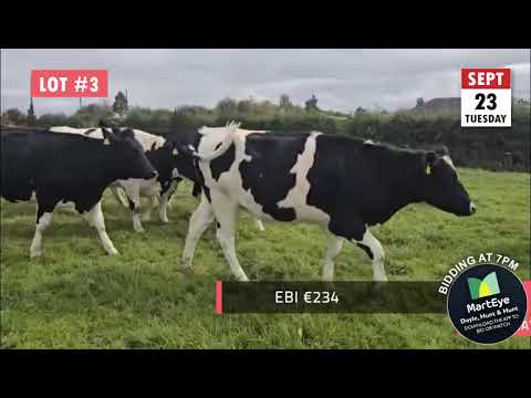 In-calf heifers - Image 2