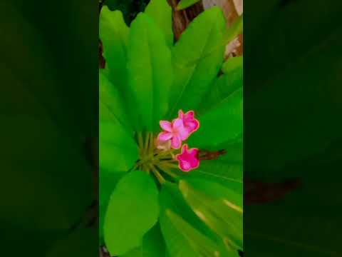 𝗻𝗮𝘁𝘂𝗿𝗲 𝘆𝗼𝘂𝘁𝘂𝗯𝗲 𝘀𝗵𝗼𝗿𝘁𝘀#video