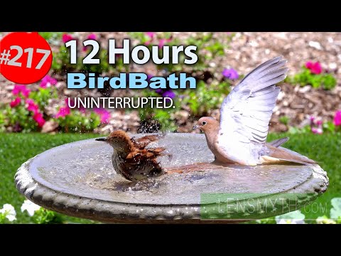 Best of Relaxing Bird Bath TV for Cats 😻12 Hours of Uninterrupted Birds 🐦 Cat TV @LensMyth