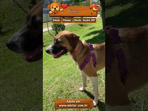 Vídeo de Pipoca