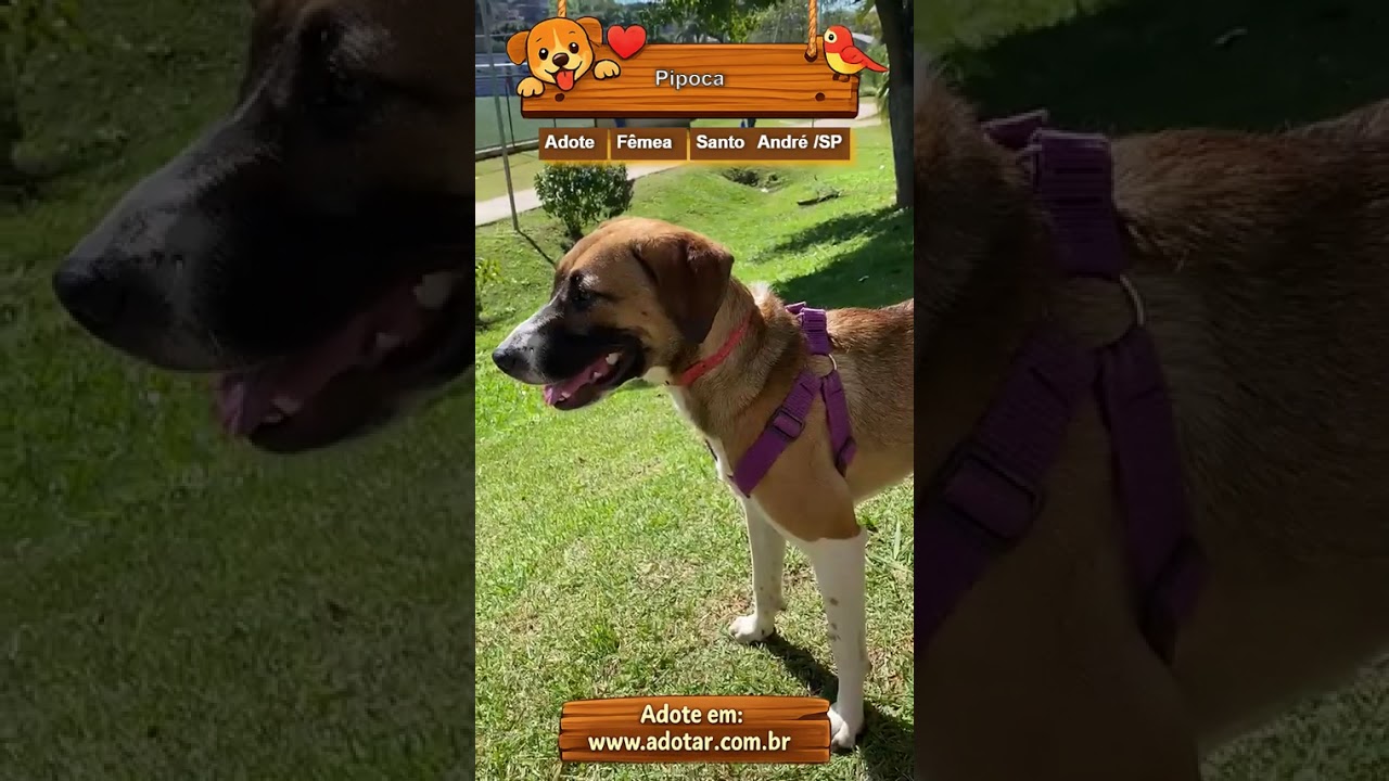 Cachorro raça SRD-ViraLata idade 7 a 11 meses nome Pipoca