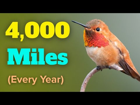 The Amazing Journey of the Rufous Hummingbird!