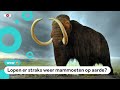 Wetenschappers willen mammoet weer tot leven te wekken