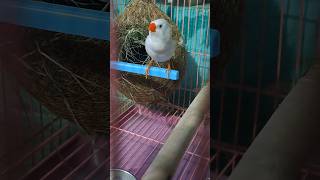 Download lagu Burung pipit jantan bernyanyi ✨🕊️ #burung #finchfinch #finch #zebrafinch #pecintaburung #bernyanyi #suaraburung mp3
