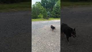 Video preview image #1 Mutt Puppy For Sale in Garden City, NY, USA