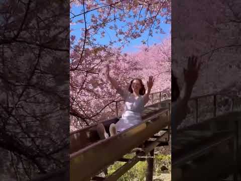 Cherry blossom SLIDE 🌸 in Kanagawa, Japan!